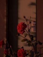 我閃婚青梅后，讓我喜當?shù)呐鸦诏偭?>
                    <a href=